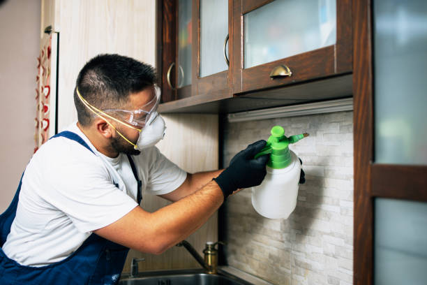 Best Pest Control for Homes  in Wickes, AR