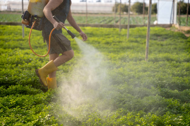 Wasp Removal Services in Wickes, AR