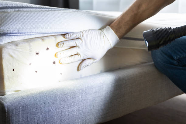 Best Bed Bug Extermination  in Wickes, AR
